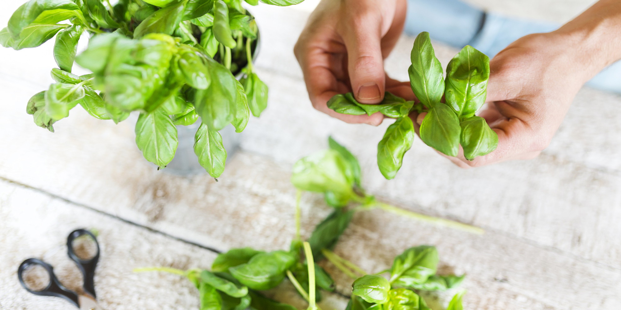 Growing Basil abundantly