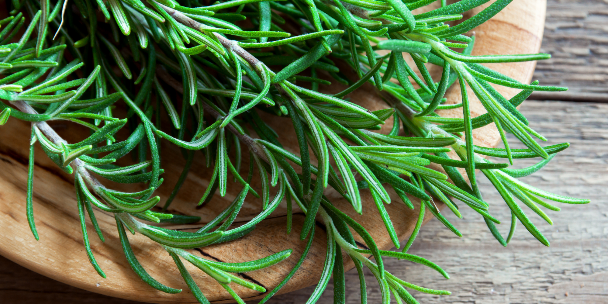 How to harvest and store rosemary