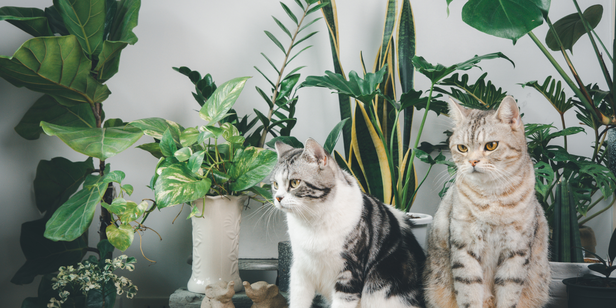 Best Houseplant for beginners