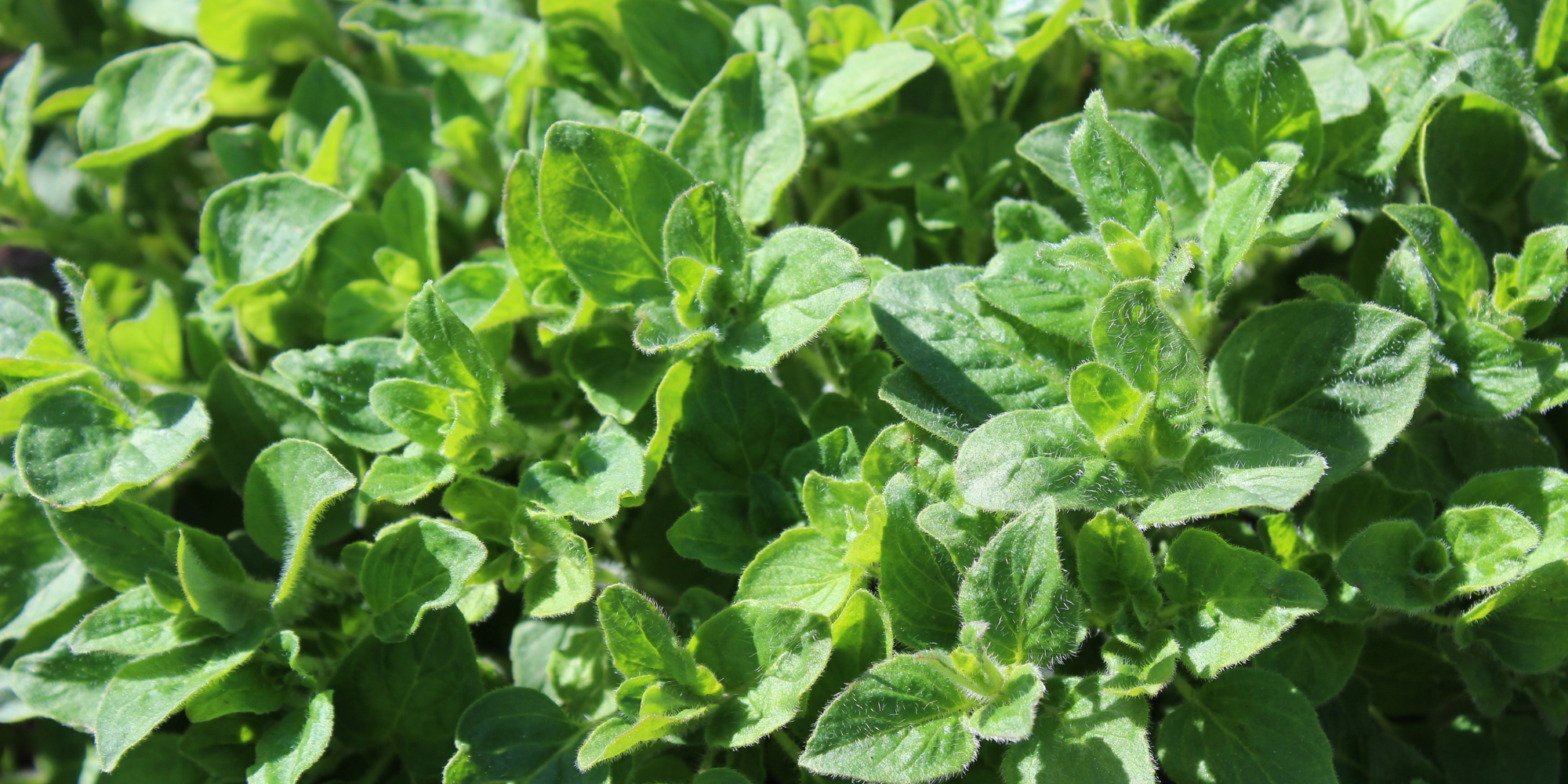 How to grow oregano in our garden