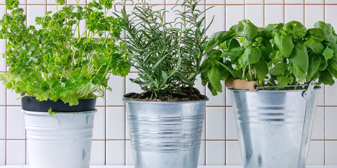 Easiest Vegetable to grow in your home garden
