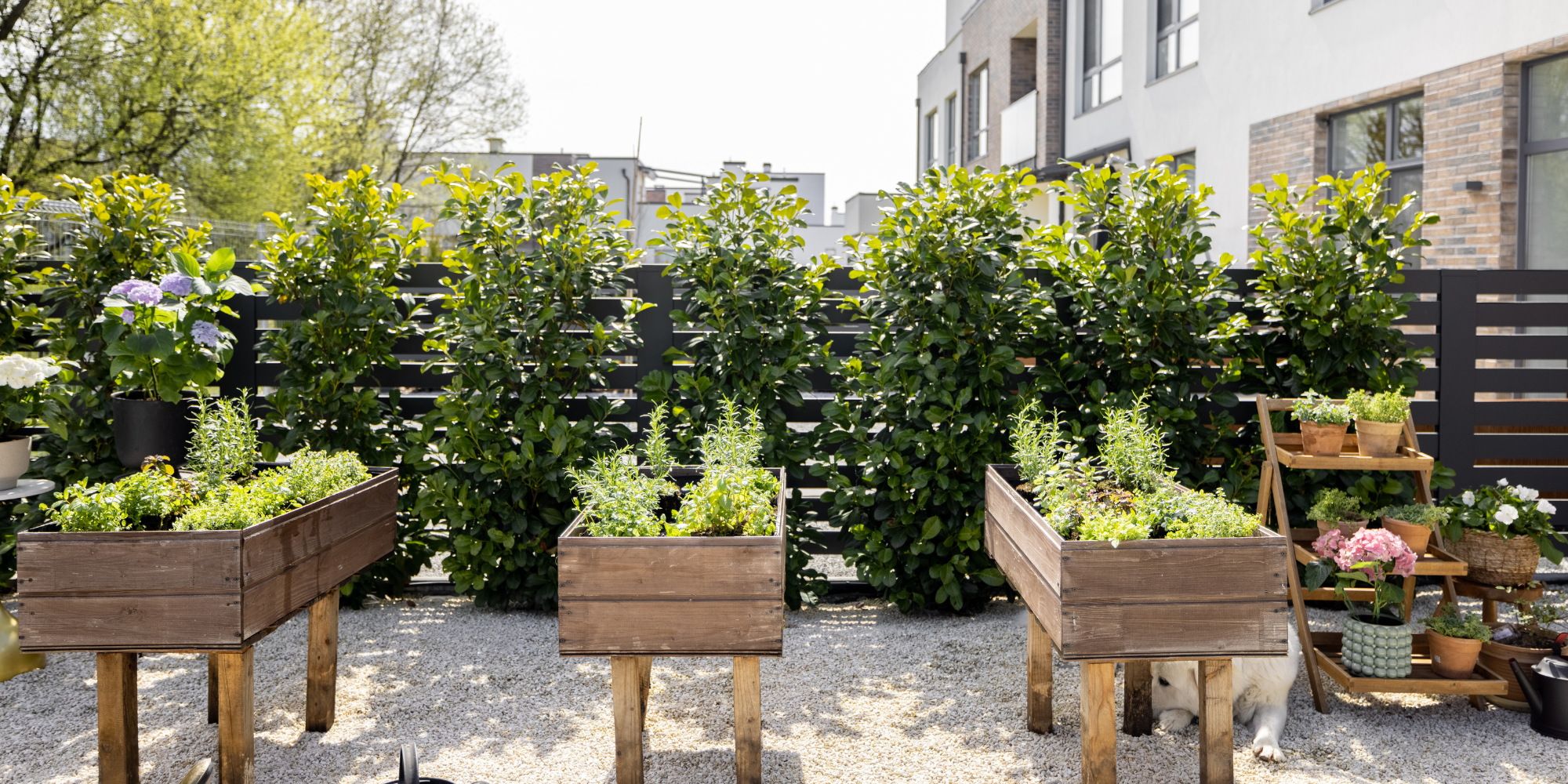 5 Reasons To Grow an Herb Garden This Spring