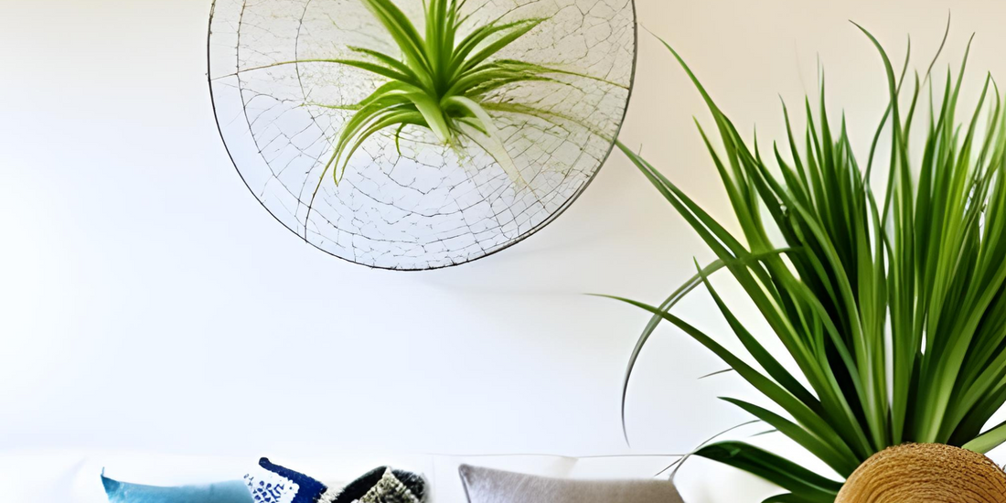 Air Plant