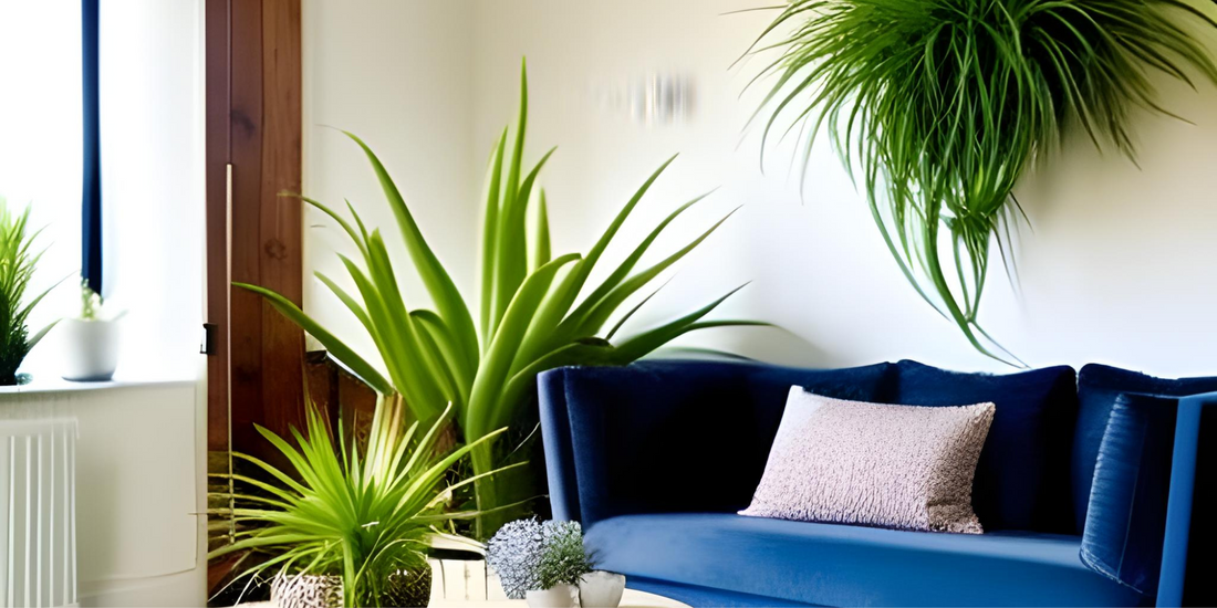 Air Plants Benefits