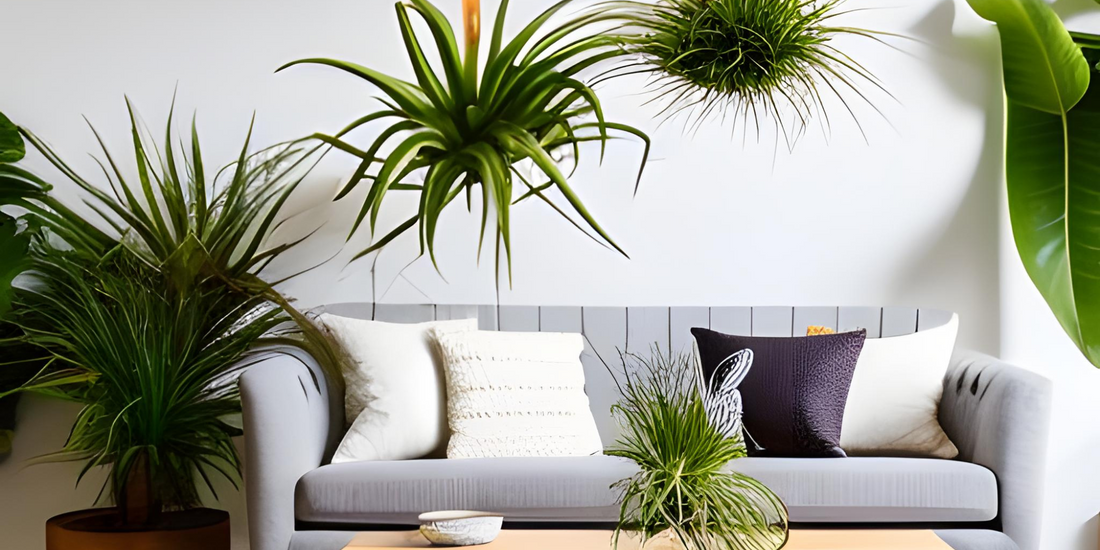 Air Plant life Span