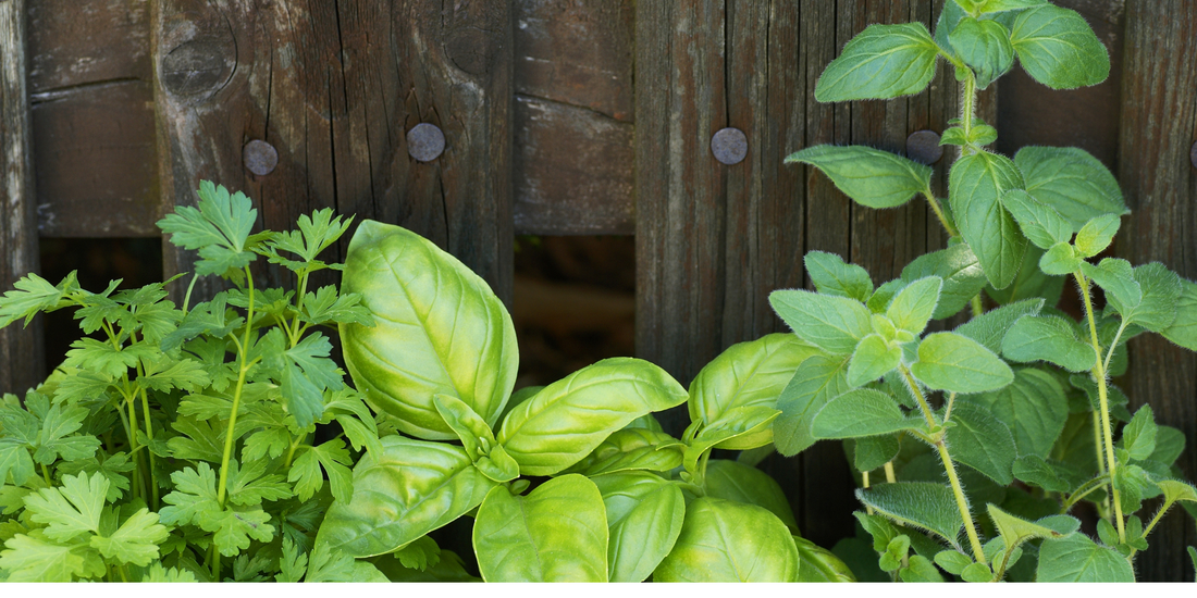 Companion Planting Oregano