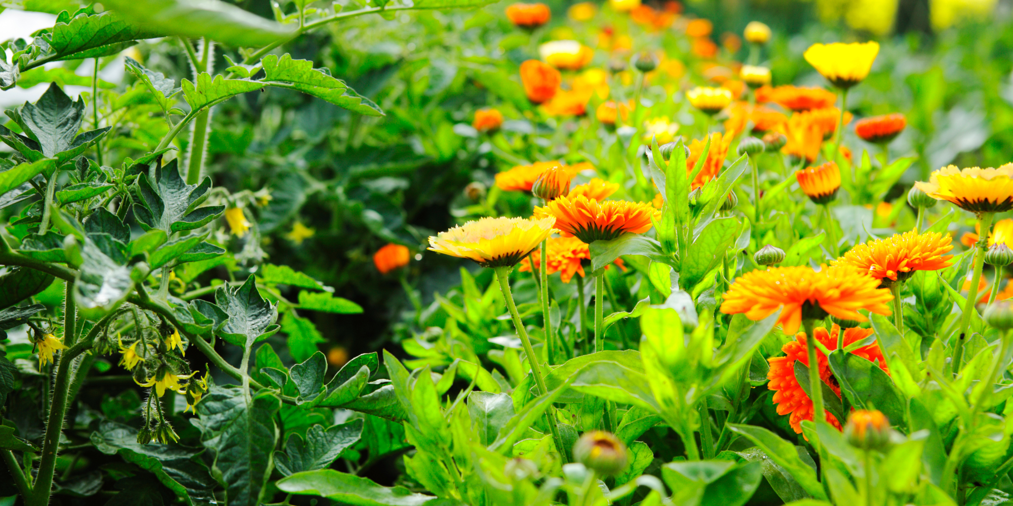 Companion Plants with Tomatoes