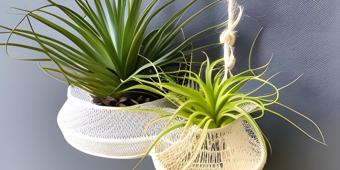 Do Air plants Need Soil