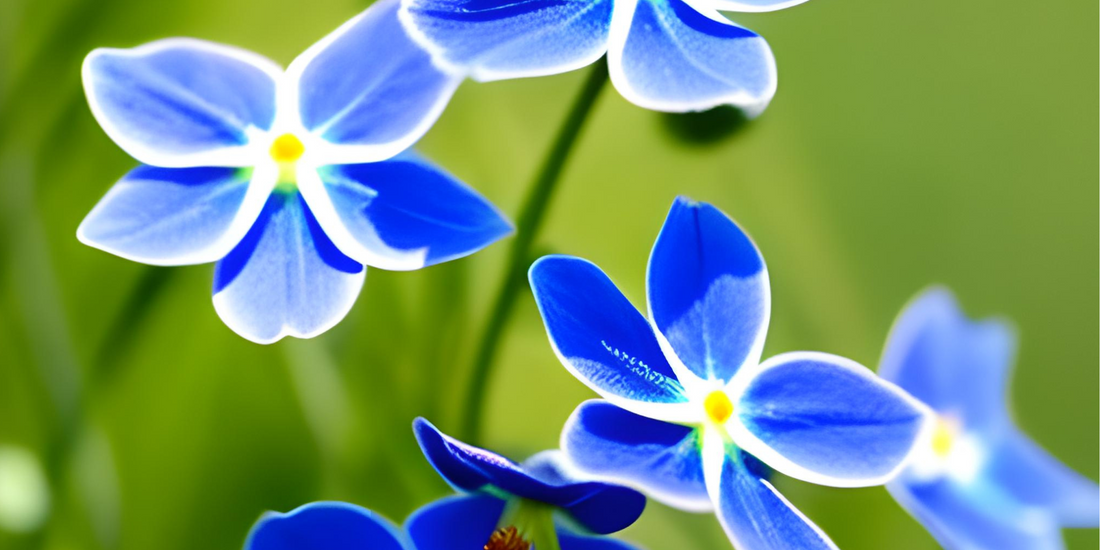 Forget Me Nots