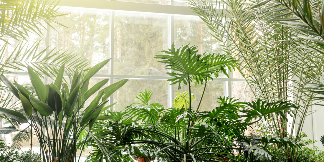 How do I match my houseplants