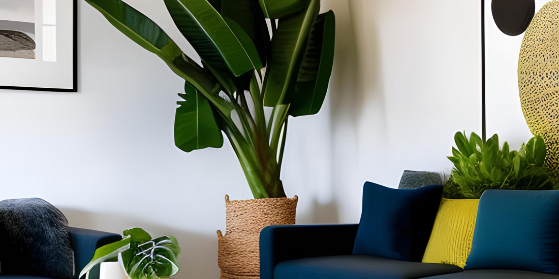 Low-Light Plants