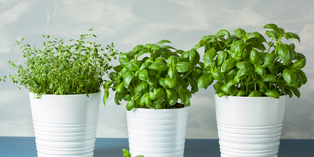 How to grow basil indoors