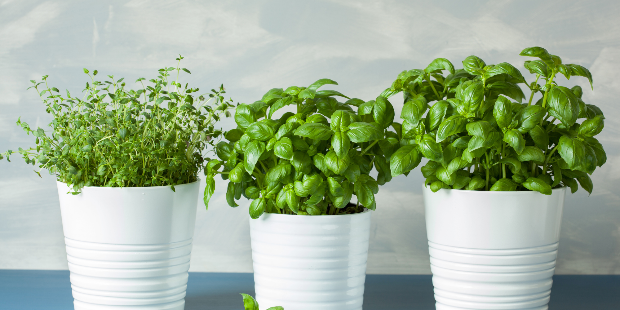 How to grow basil indoors