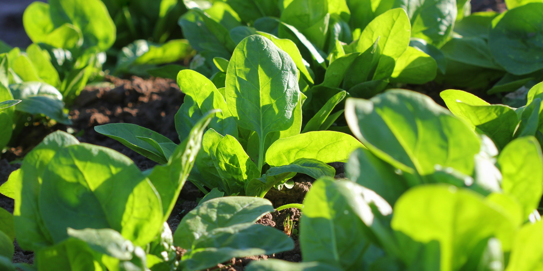 Fastest growing vegetable