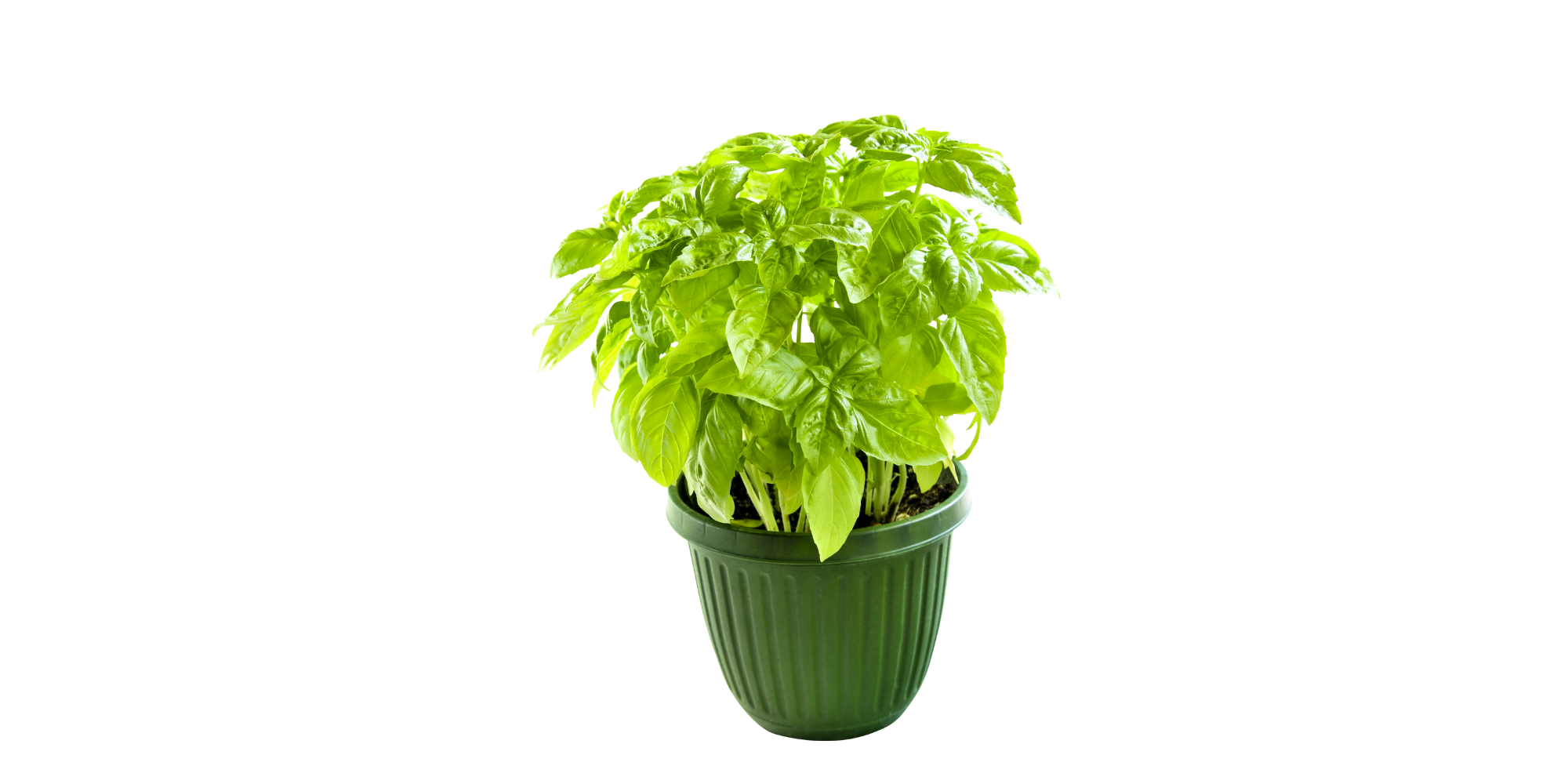 tips for growing basil in a pot