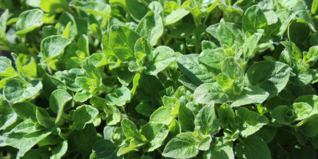 How to grow oregano in our garden