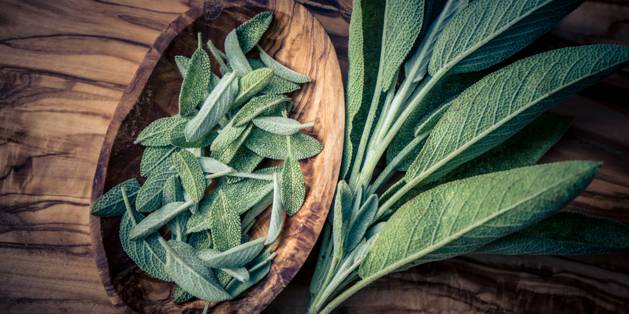 how to harvest and store sage
