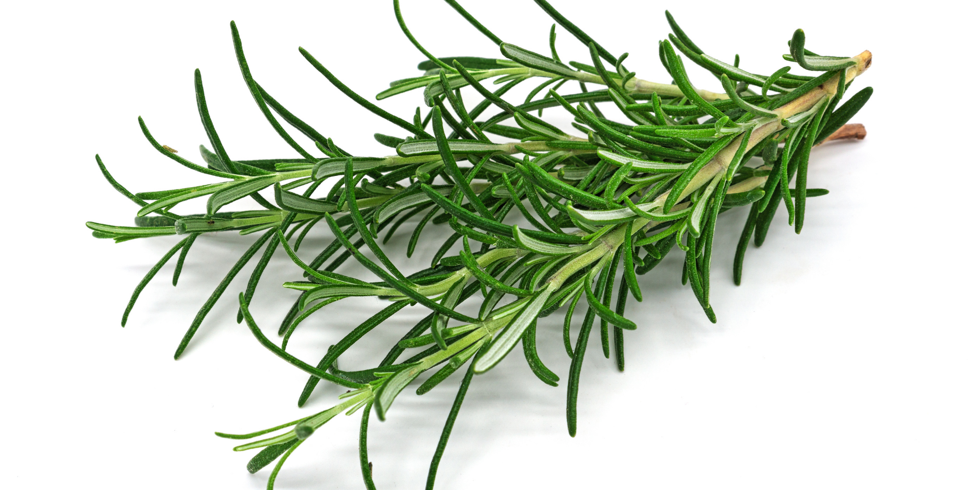 how to plant Rosemary from seeds