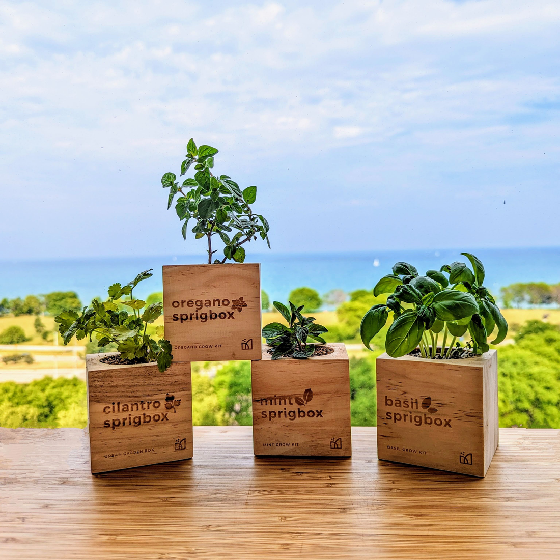 Image of Growing Sprigbox Grow Kits