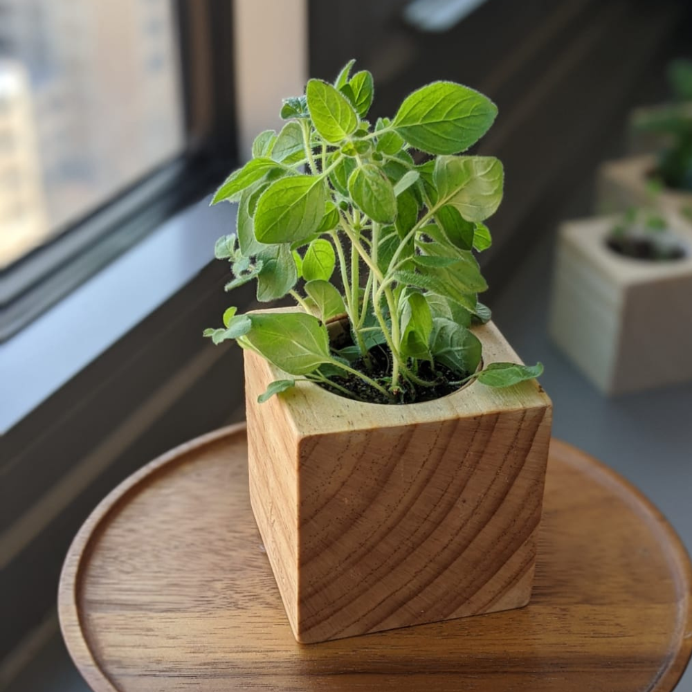 Sprigbox Grow Kit Oregano