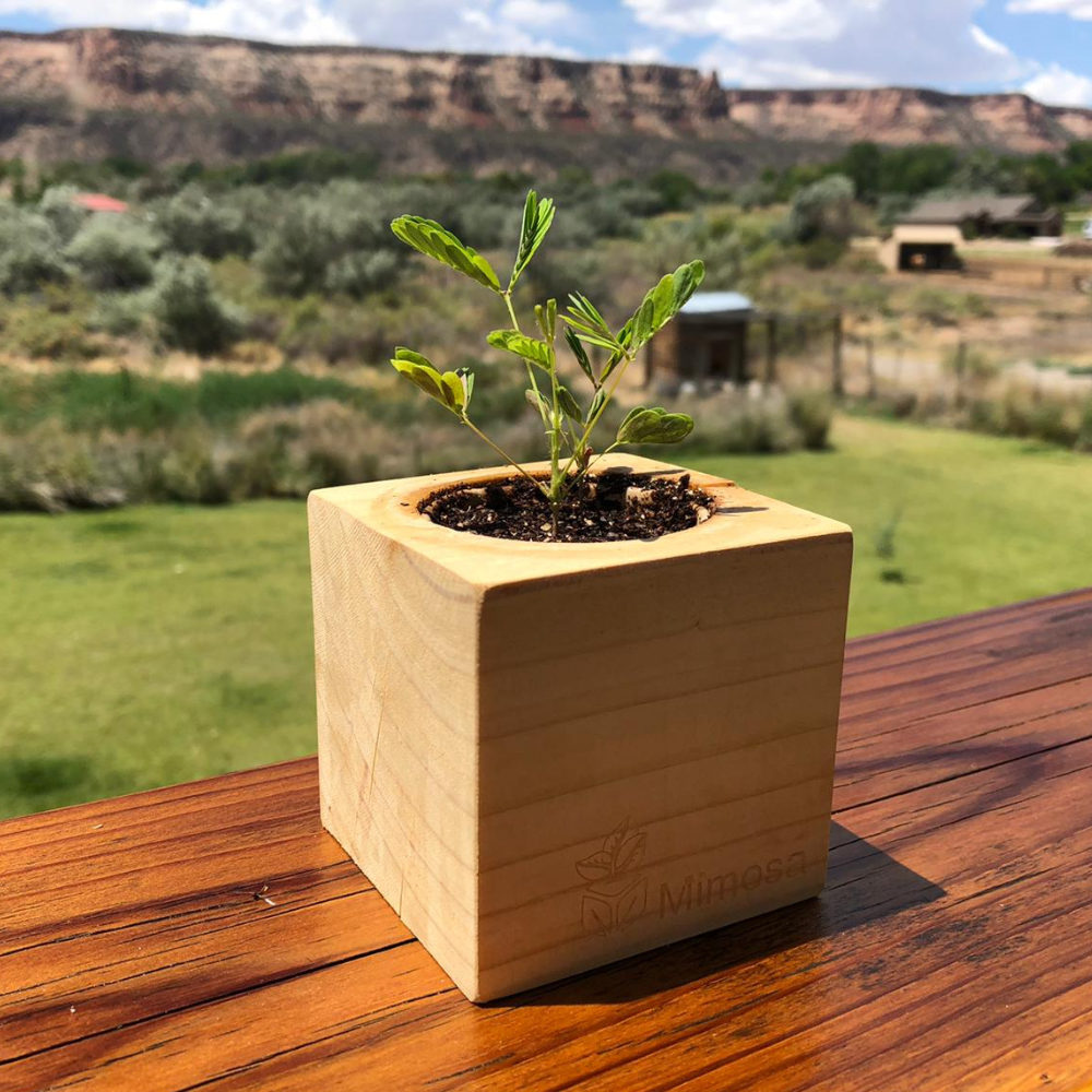 Mimosa Sprigbox