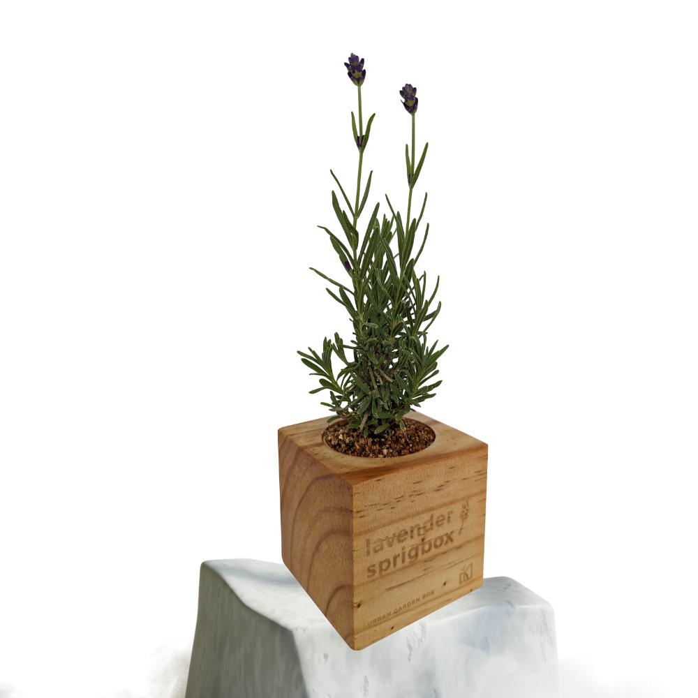 Lavender Grow Kit