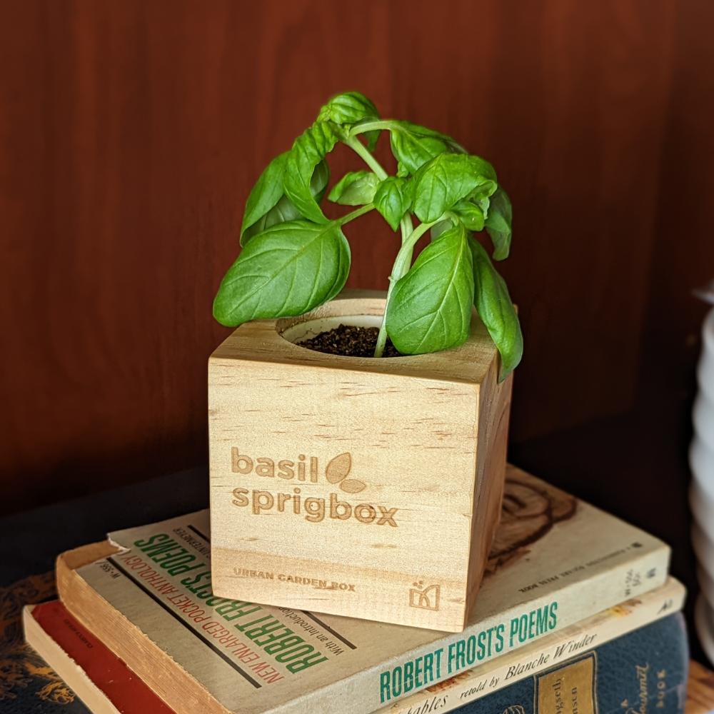 Sprigbox Basil Grow Kit