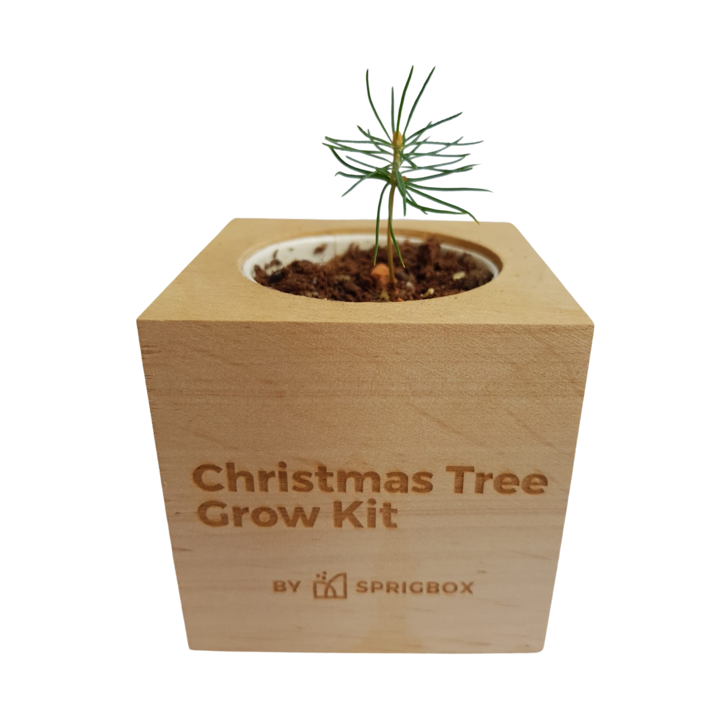 Grow Kit - Christmas Tree - Sprigbox