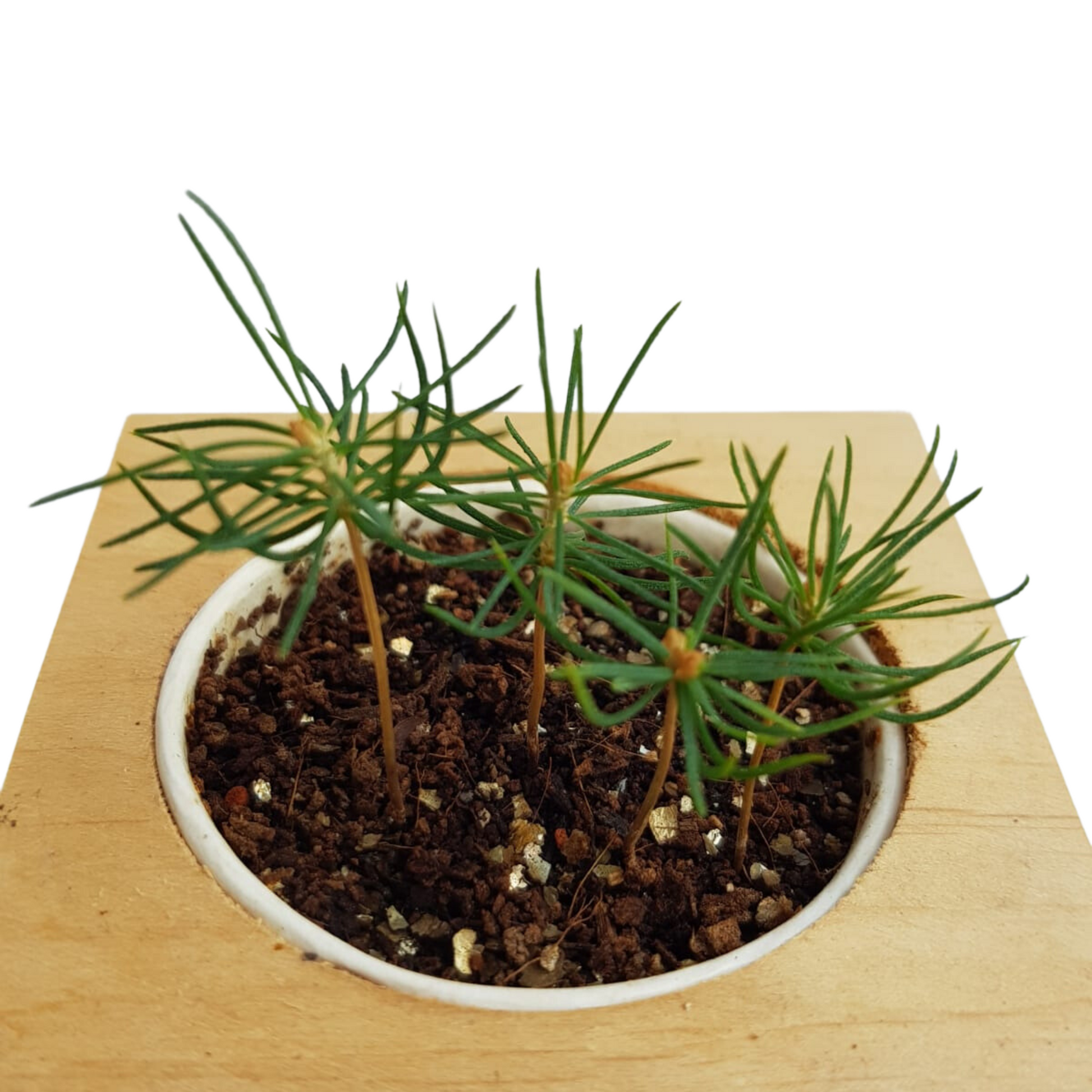 Grow Kit - Christmas Tree - Sprigbox