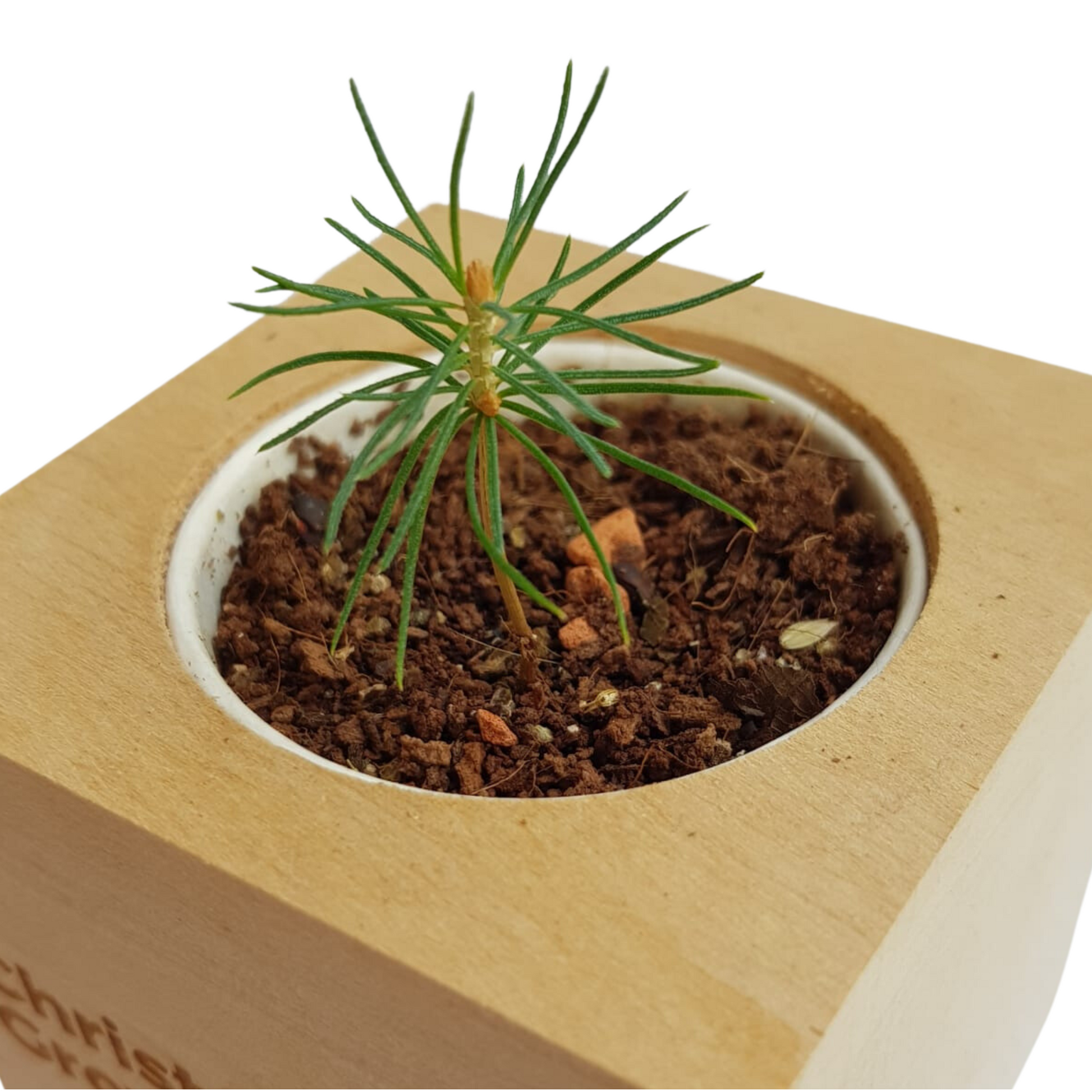 Grow Kit - Christmas Tree - Sprigbox