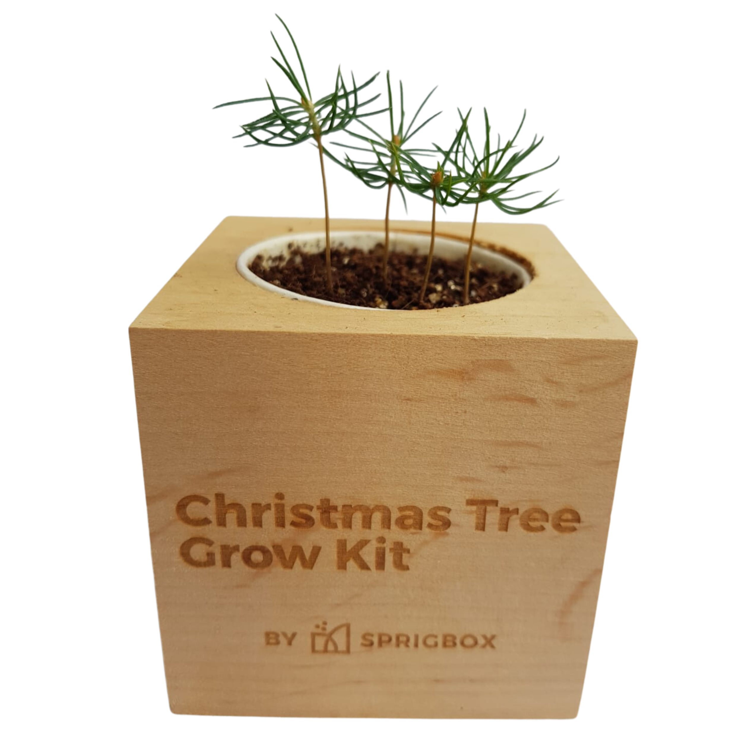Grow Kit - Christmas Tree - Sprigbox