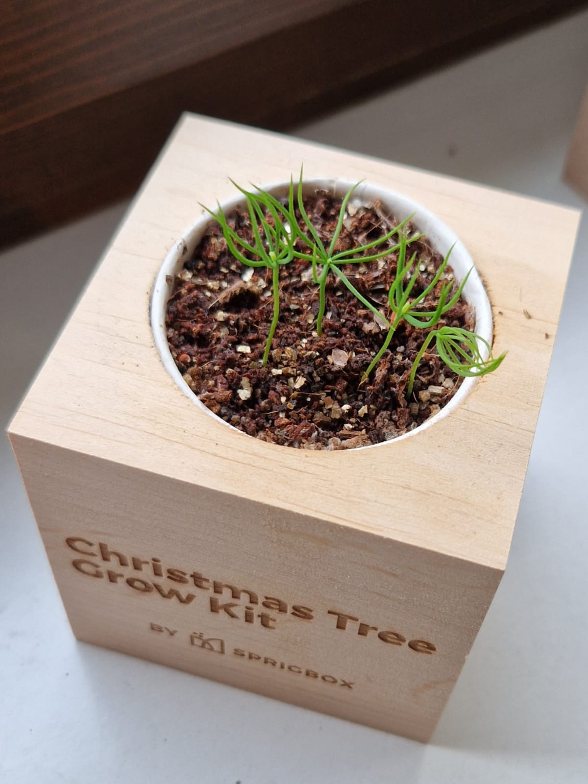 Grow Kit - Christmas Tree - Sprigbox