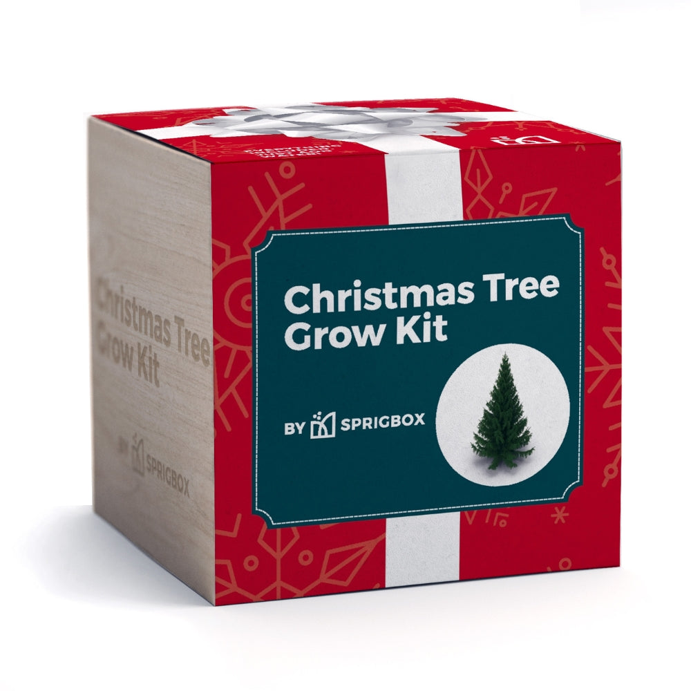 Christmas tree grow kit