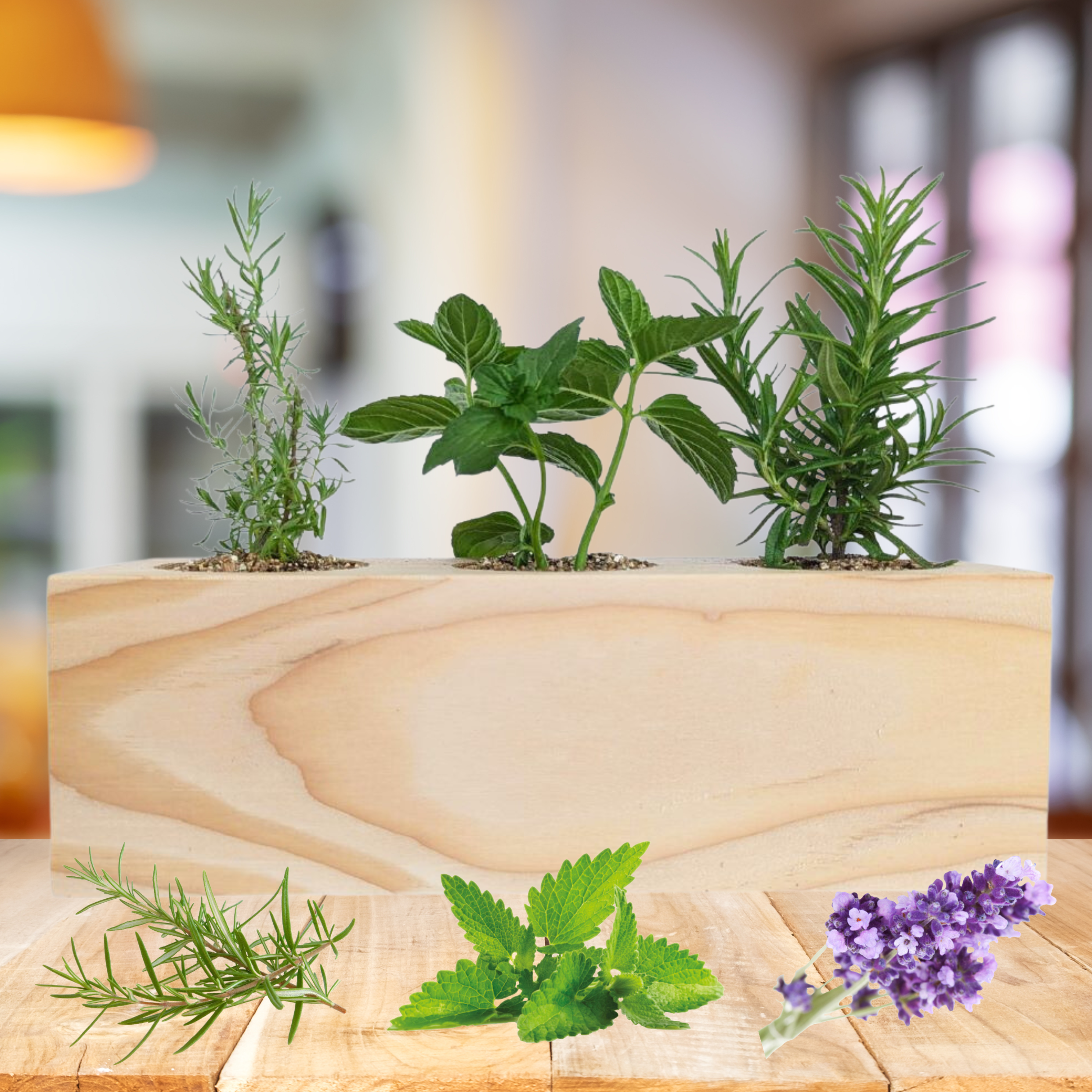 Starter Kit - Cocktail Garden - Sprigbox