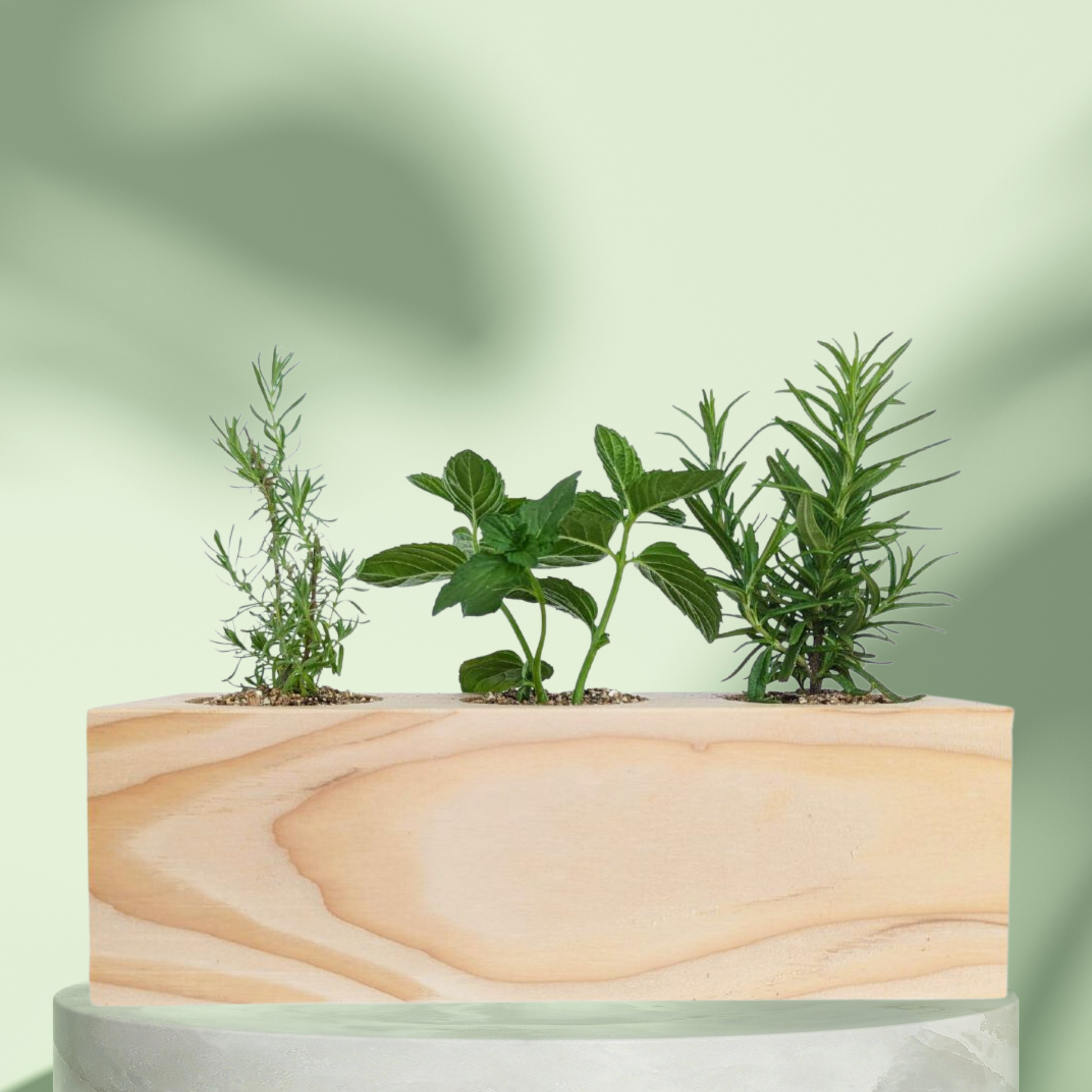 Starter Kit - Cocktail Garden - Sprigbox