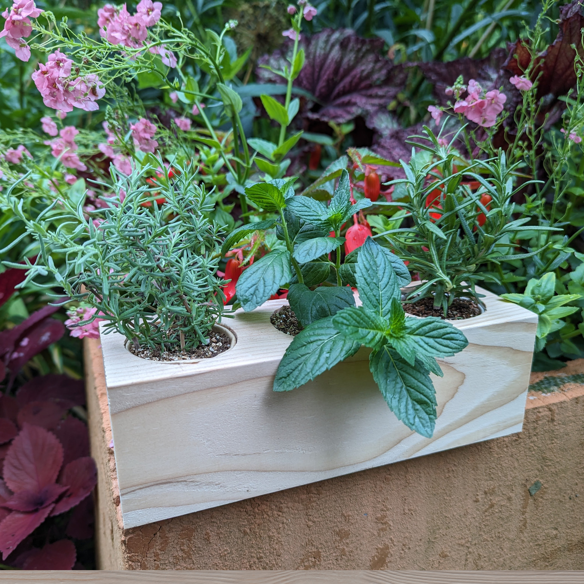 Starter Kit - Cocktail Garden - Sprigbox