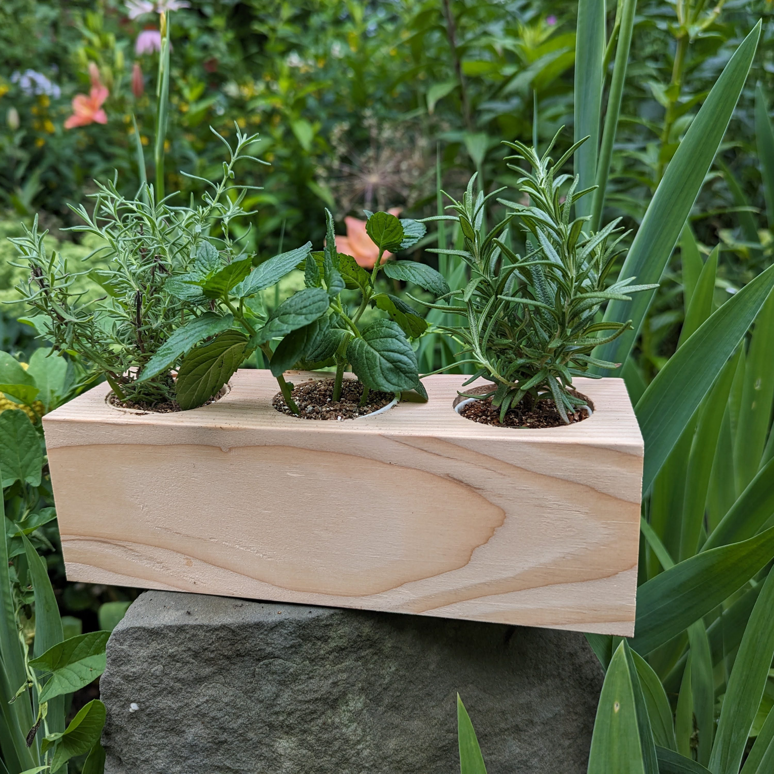 Starter Kit - Cocktail Garden - Sprigbox