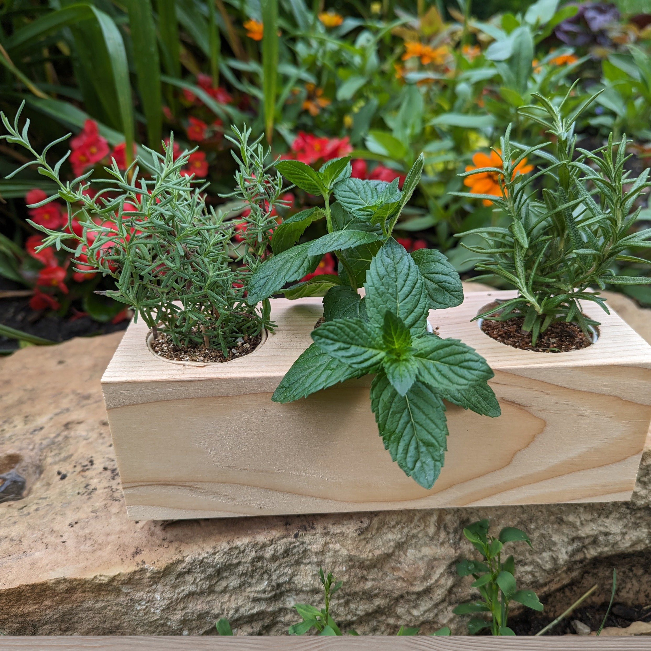 Starter Kit - Cocktail Garden - Sprigbox