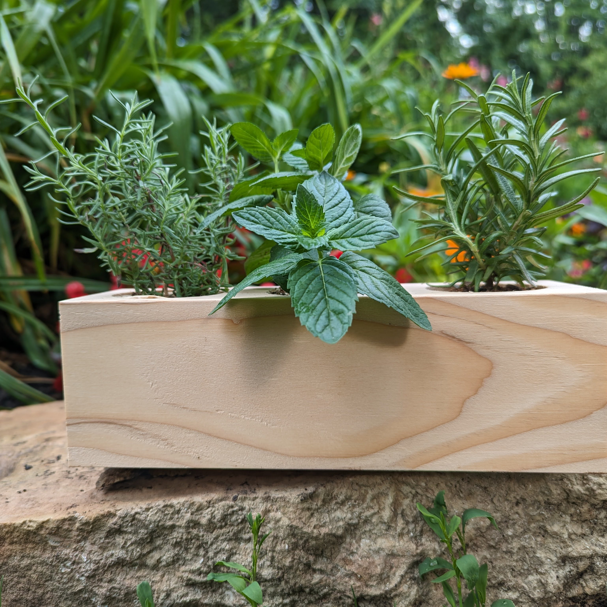 Starter Kit - Cocktail Garden - Sprigbox