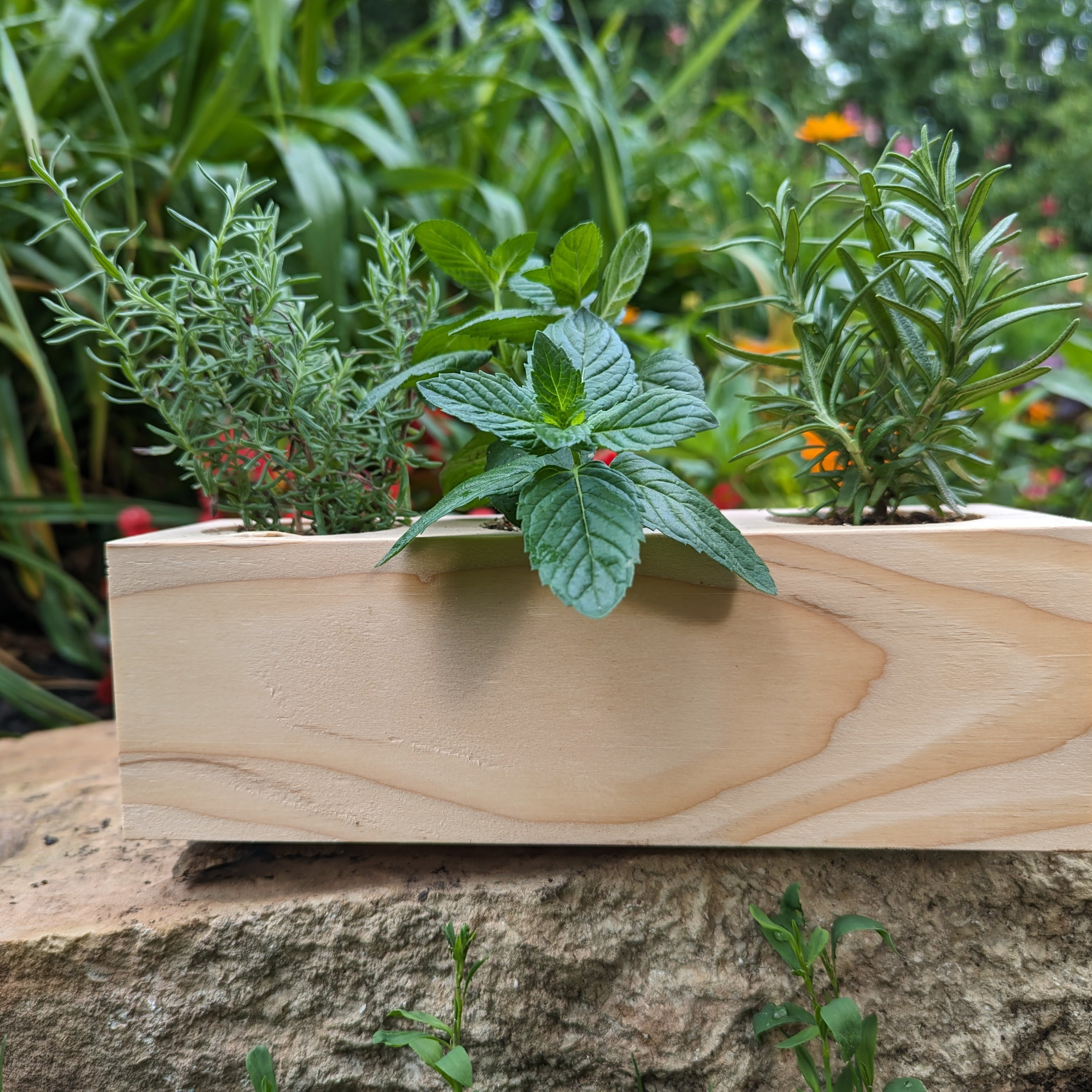 Starter Kit - Cocktail Garden - Sprigbox