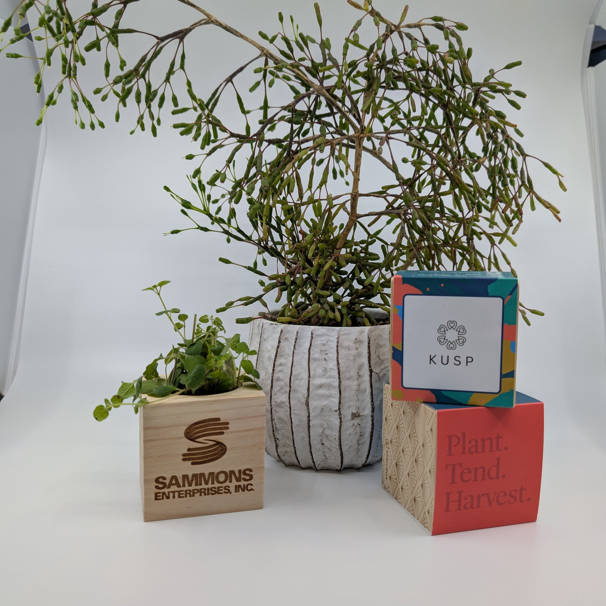 Custom - Original Sprigbox | Wooden Planter Grow Kit