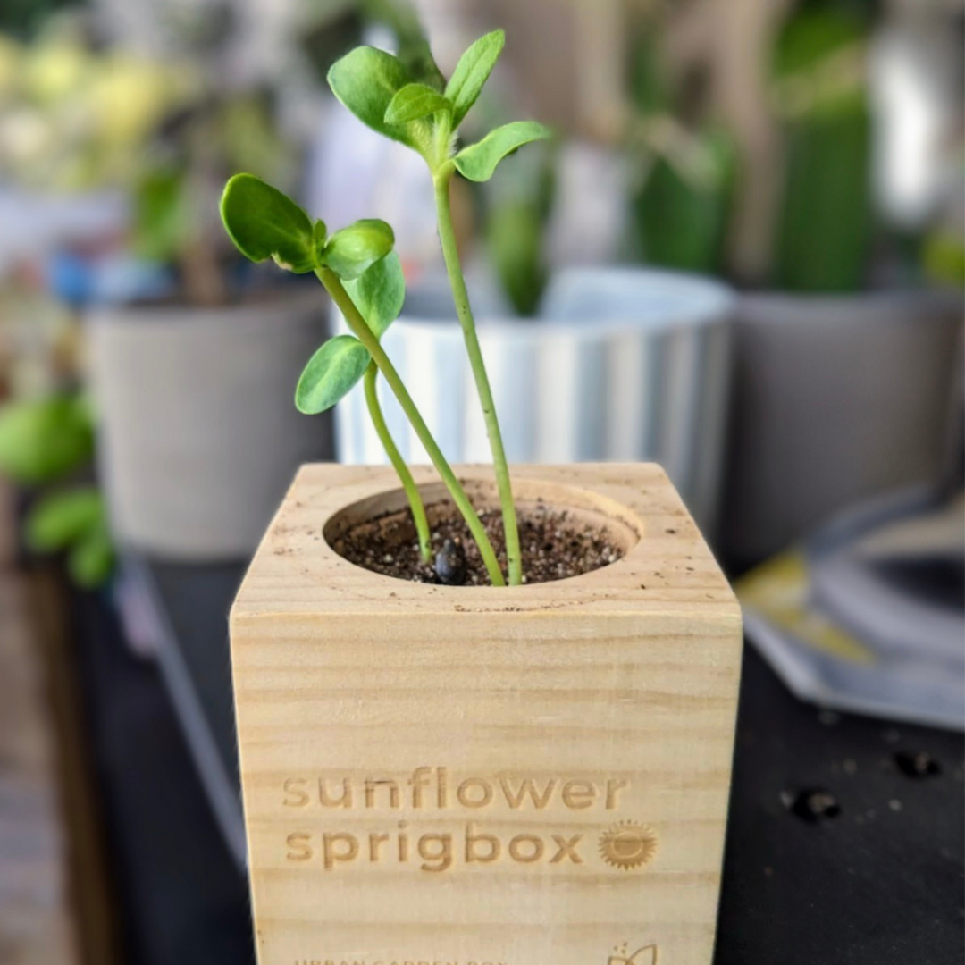 Sprigbox