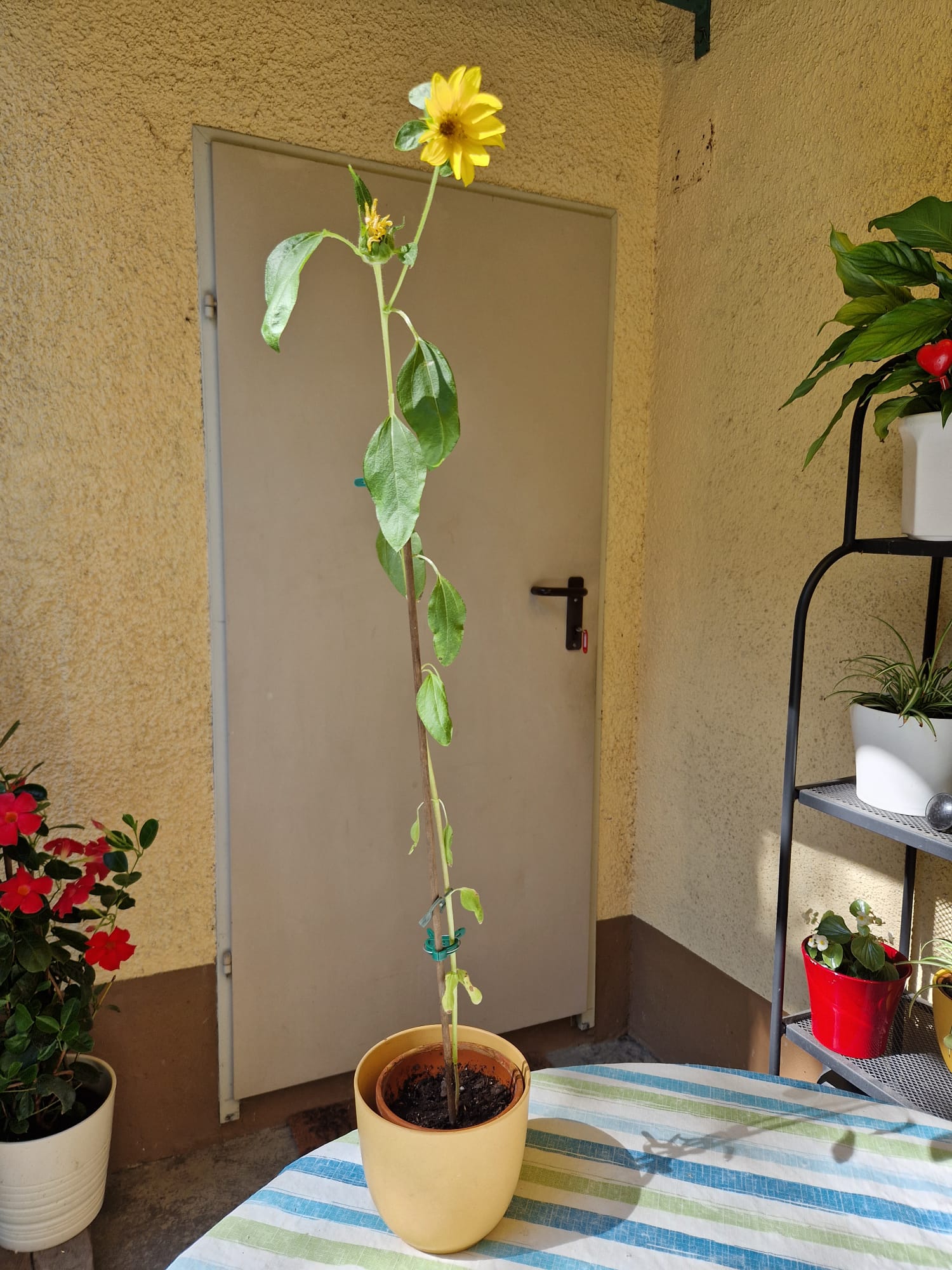 Grow Kit - Sunflower - Sprigbox