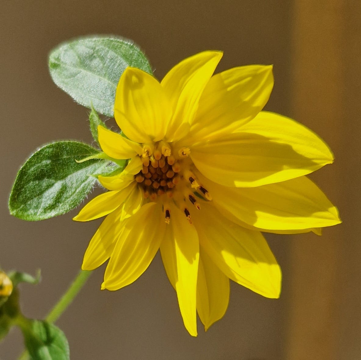 Grow Kit - Sunflower - Sprigbox