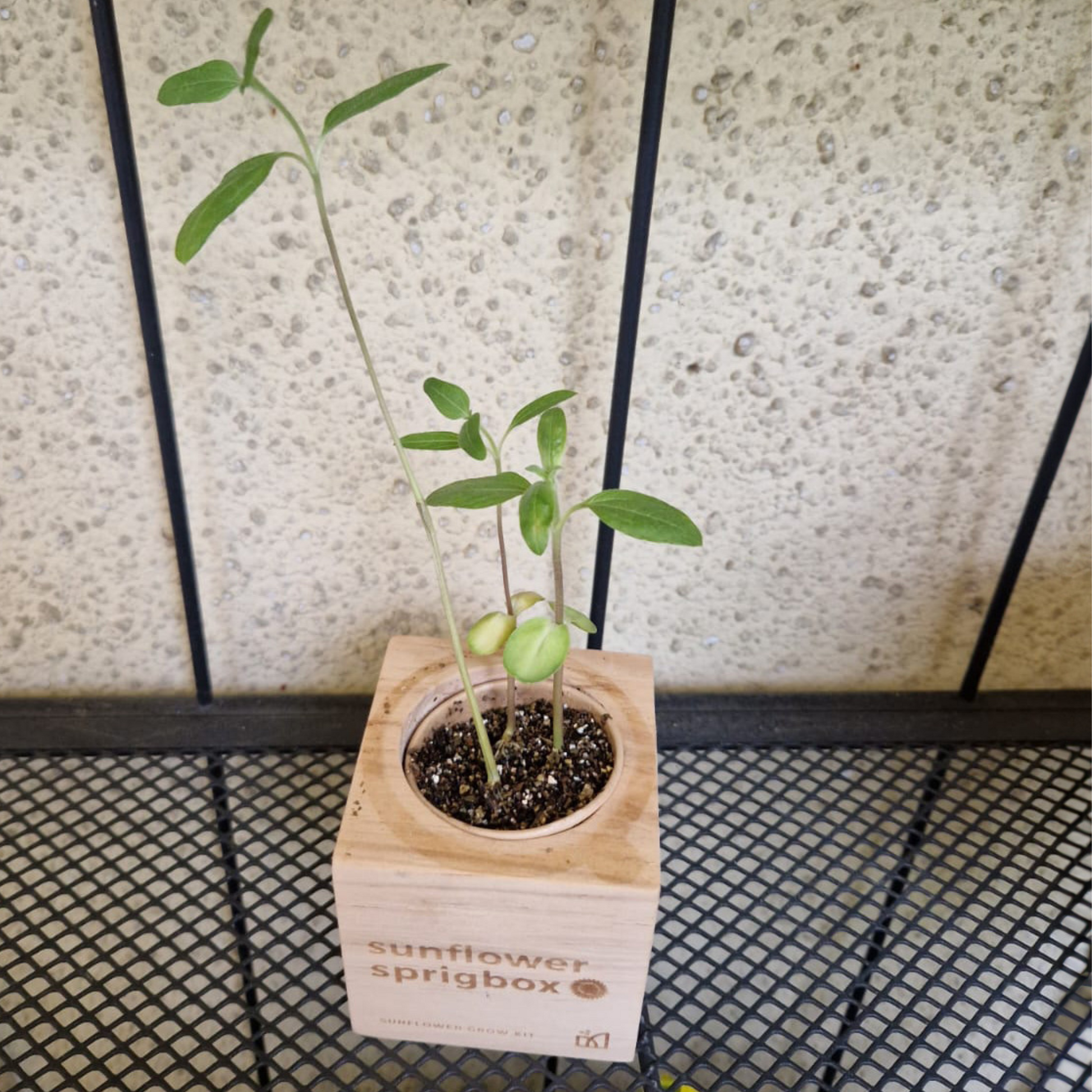 Grow Kit - Sunflower - Sprigbox