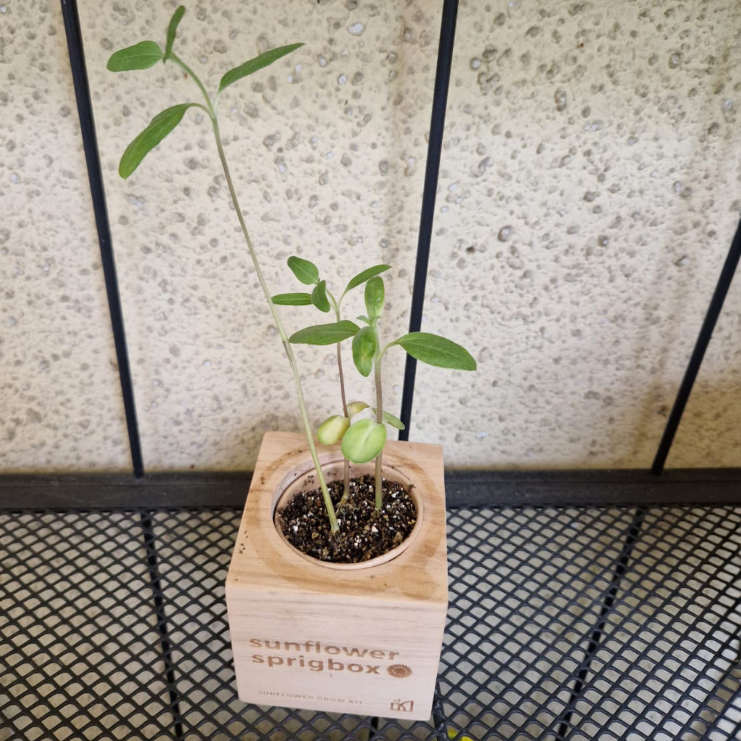 Grow Kit - Sunflower - Sprigbox