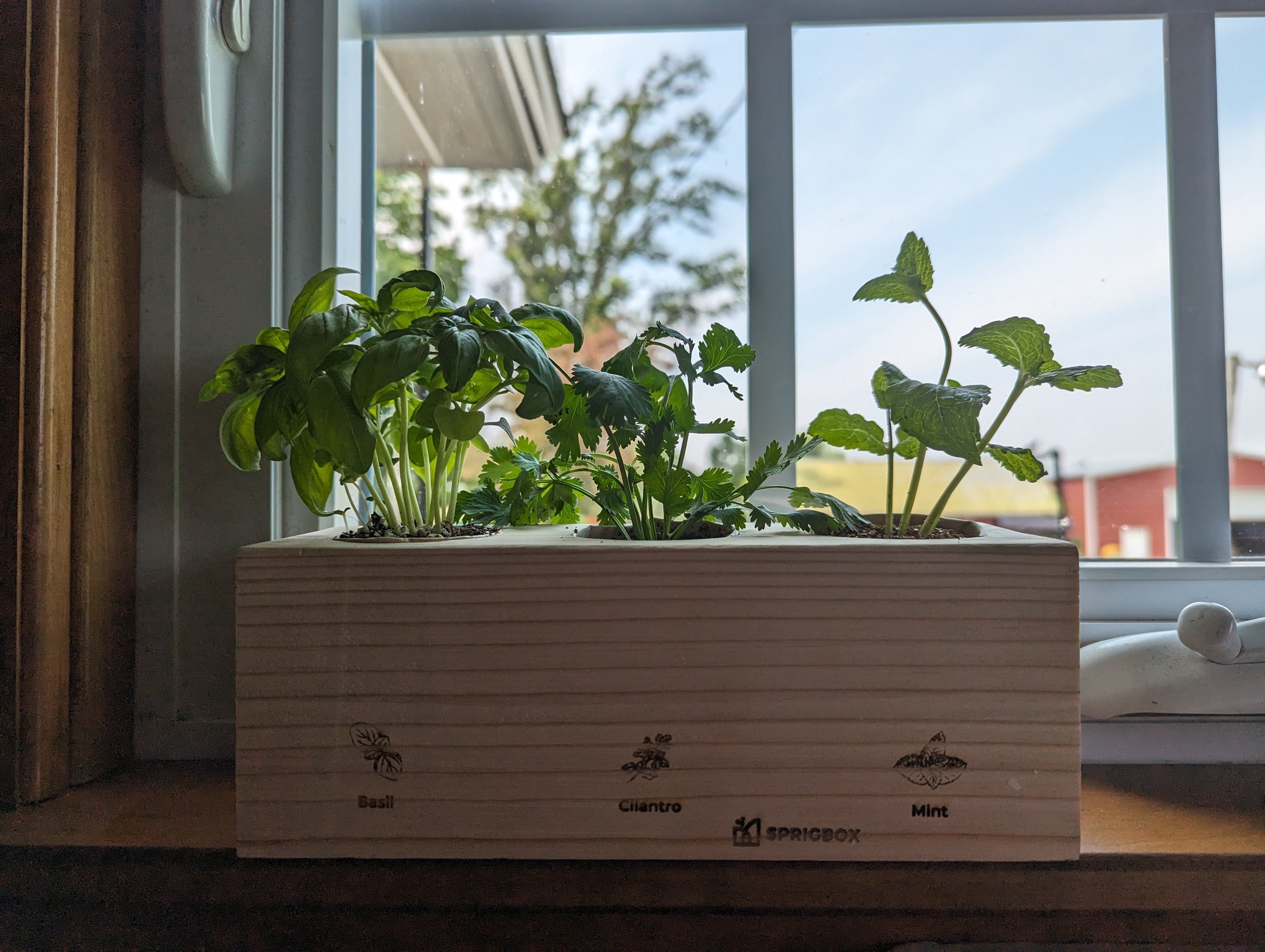 Starter Kit - Herb Garden - Sprigbox