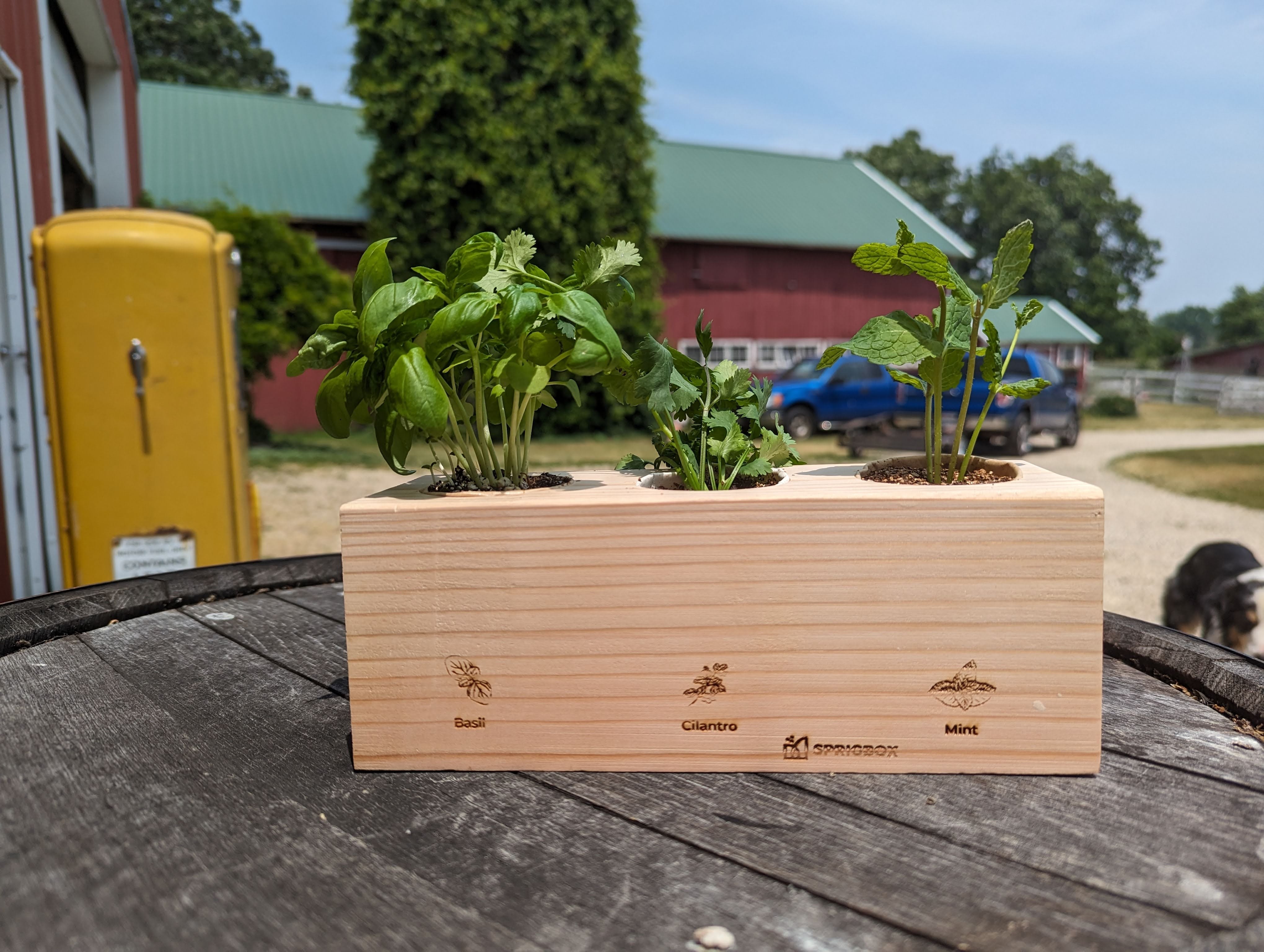 Starter Kit - Herb Garden - Sprigbox