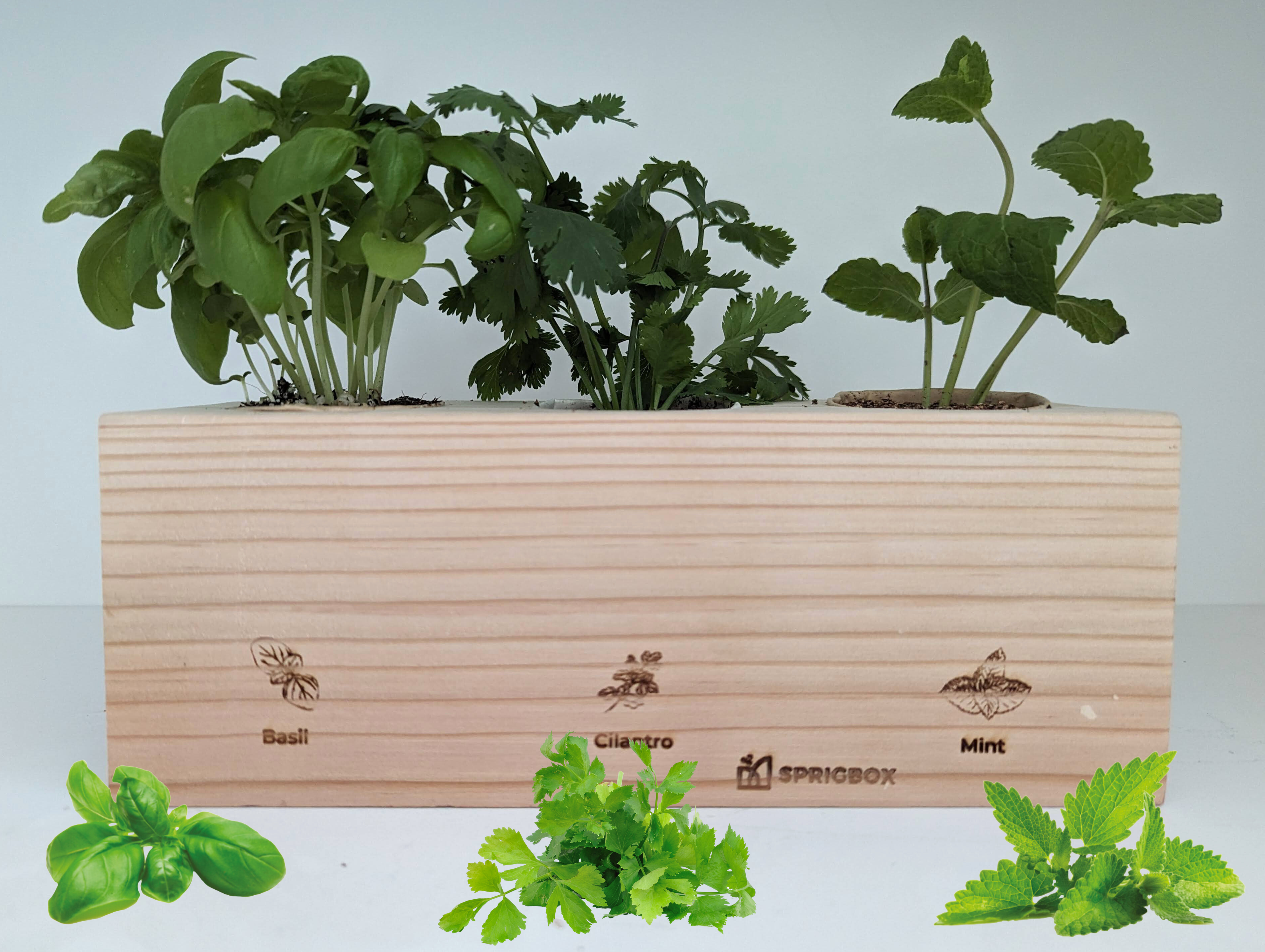 Starter Kit - Herb Garden - Sprigbox