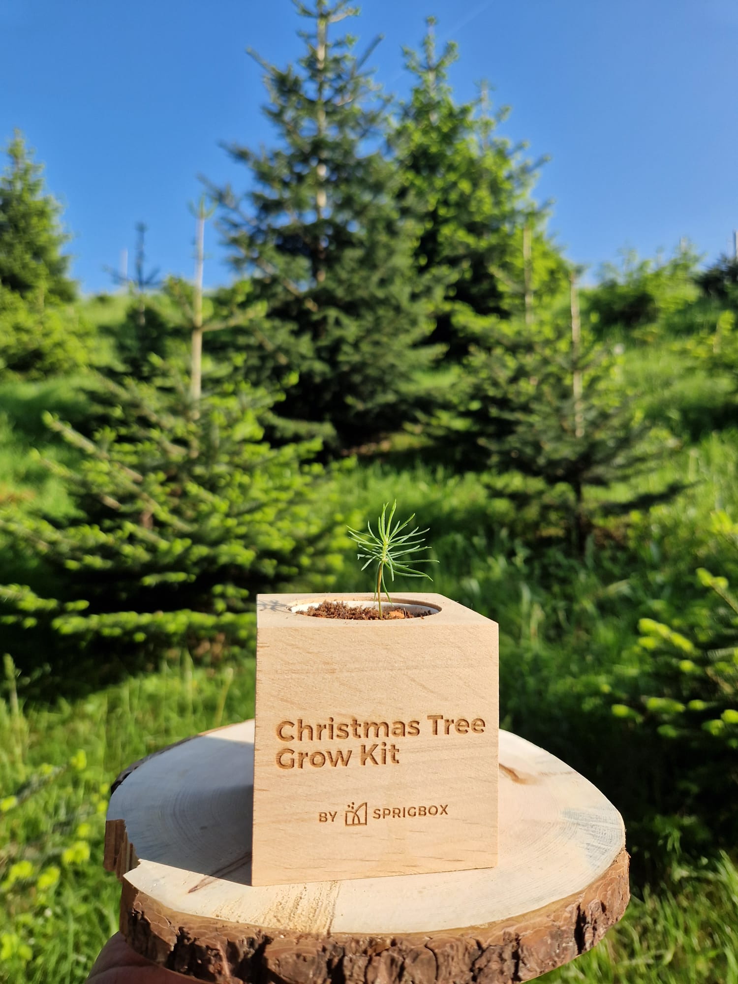 Grow Kit - Christmas Tree - Sprigbox